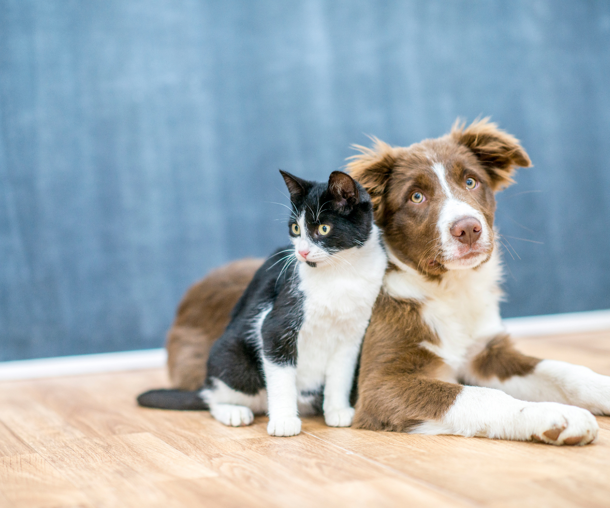 Our Pet Stain & Odor Removal Process